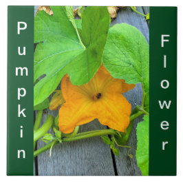 Gult Orange Pumpkin Flower på vinet Kakelplatta