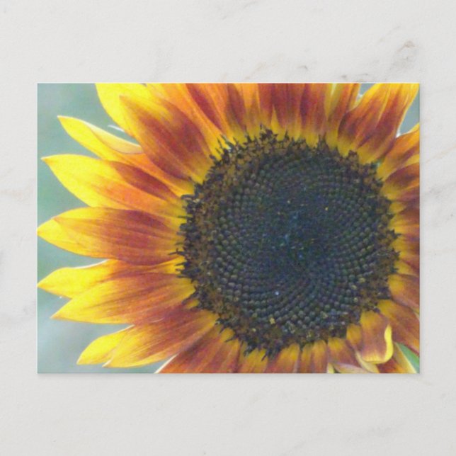 Gult Orange Solrosolja DIY vykort (Framsida)