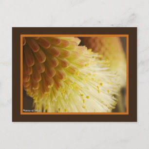 Gult Orange Torch Lily Flowers Close Photo Up Vykort