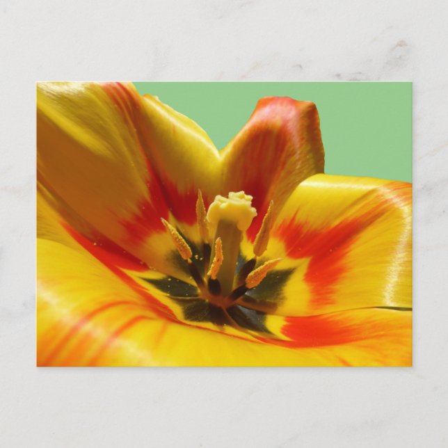Gult Orange Tulip DIY vykort (Framsida)