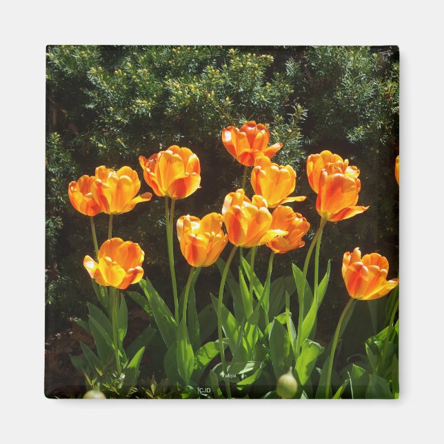 Gult Orange Tulips magnet (Framsidan)