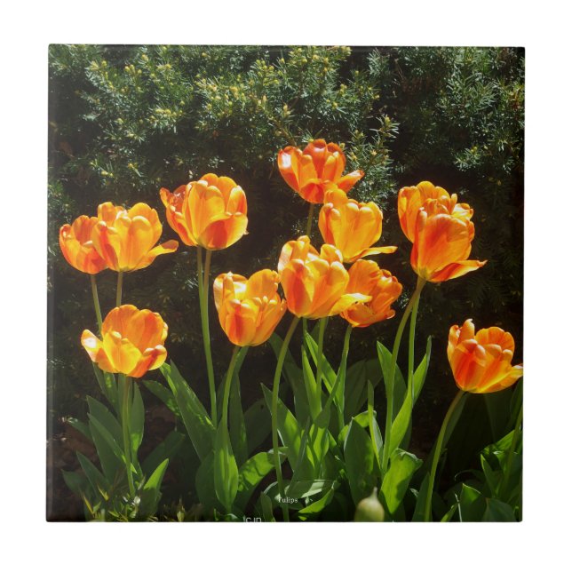 Gult Orange Tulips-panel Kakelplatta (Framsidan)