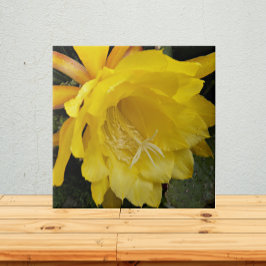 Gult Orchid Cactus Bloom Blommigt Kakelplatta
