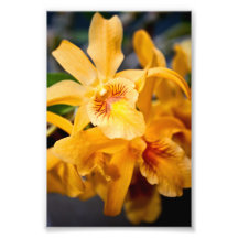 Gult Orchid Flower Blommar Plant