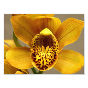 Gult Orchid Flowers Fototryck