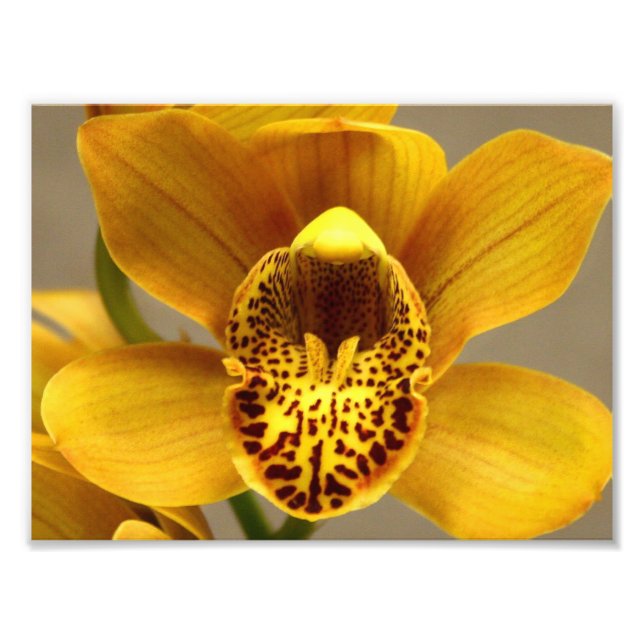 Gult Orchid Flowers Fototryck (Framsidan)
