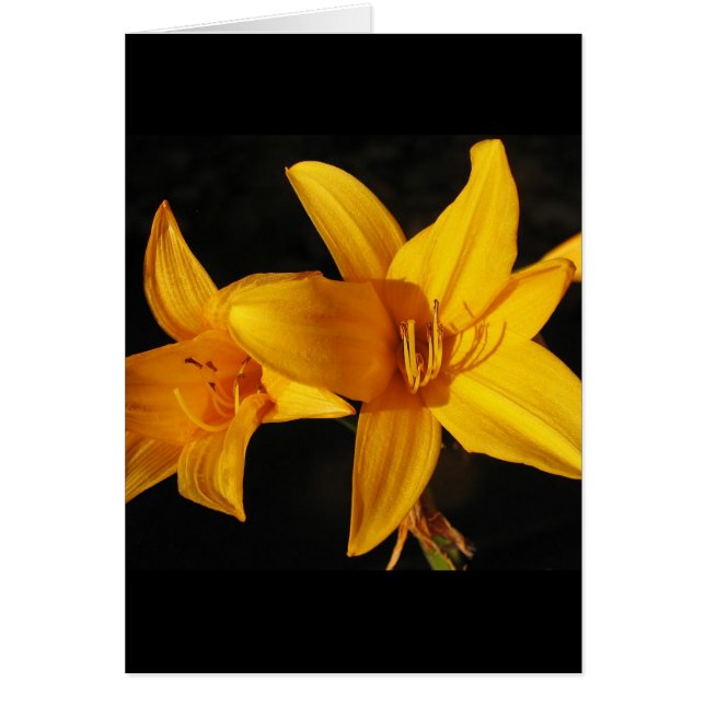 Gult Orchid Hälsningskort (Framsidan)