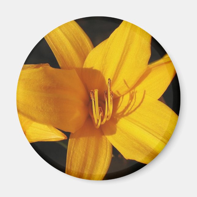 Gult Orchid Magnet (Framsidan)