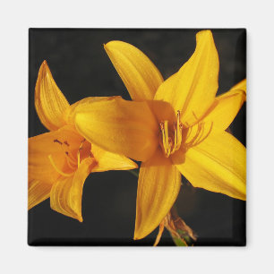 Gult Orchid Magnet