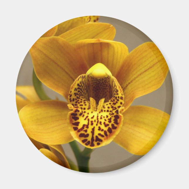 Gult Orchid-magnet Magnet (Framsidan)