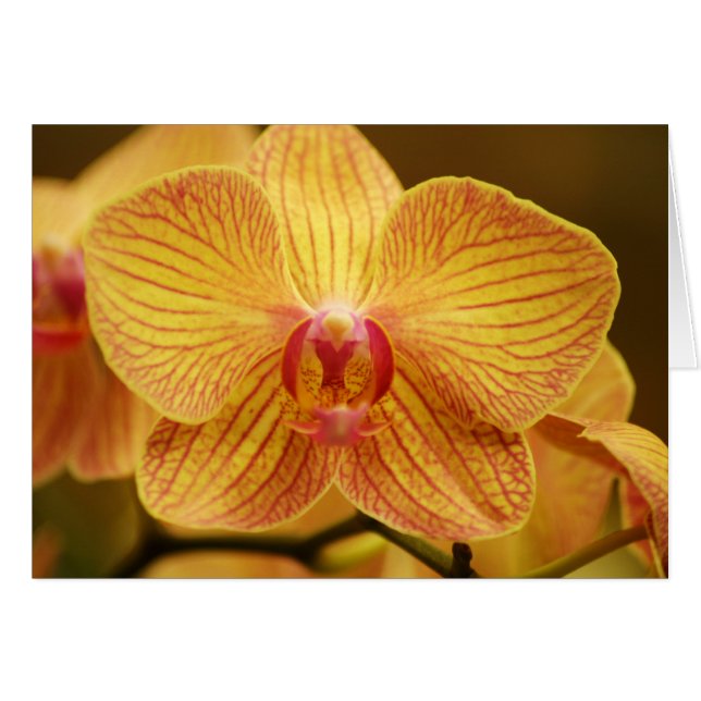 Gult Orchid med Rosa Rand Hälsningskort (Framsidan Horizontal)
