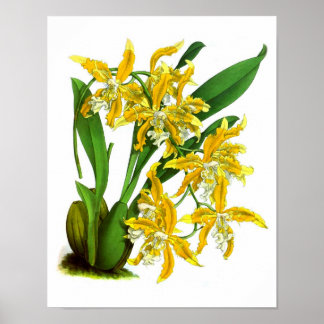 Gult Orchid Plant Tropical Botanical Print nr 8 Poster