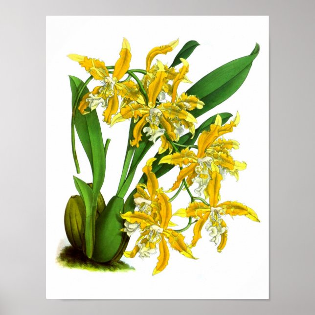 Gult Orchid Plant Tropical Botanical Print nr 8 Poster (Framsidan)