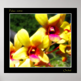 Gult Orchid Poster