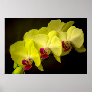 Gult Orchid - Poster