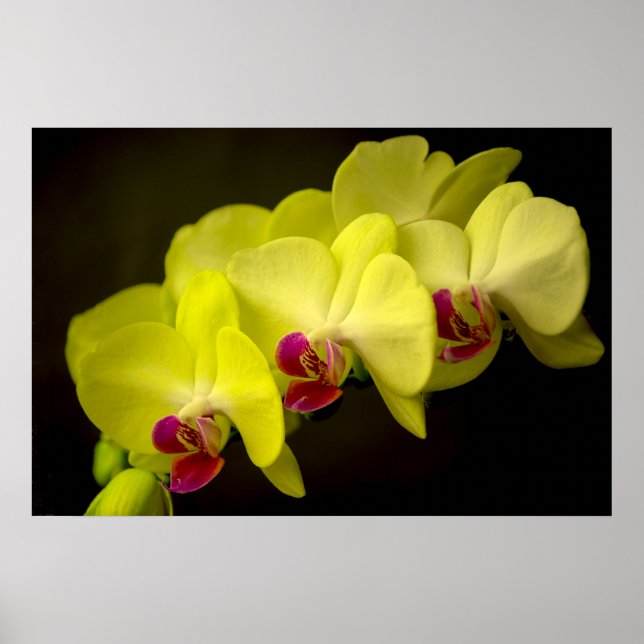 Gult Orchid - Poster (Framsidan)