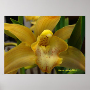 Gult Orchid Poster