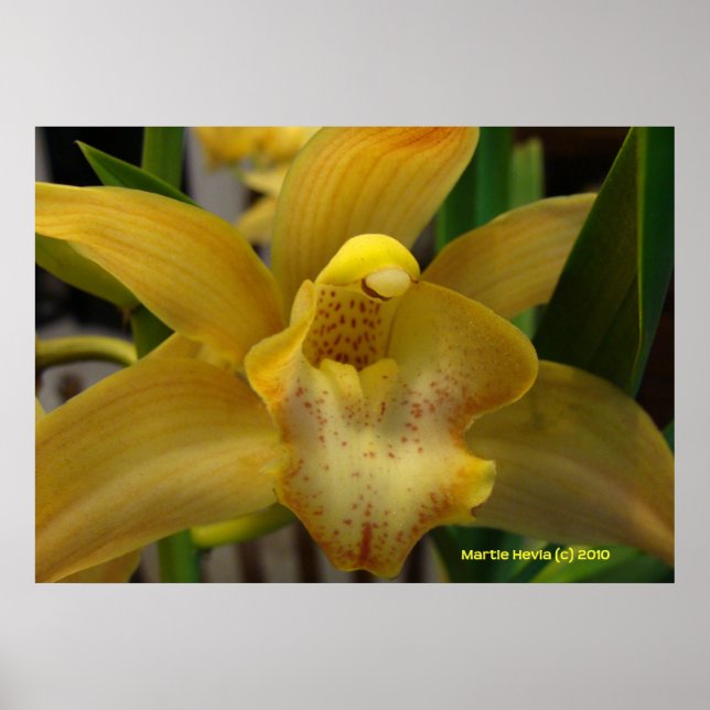 Gult Orchid Poster (Framsidan)