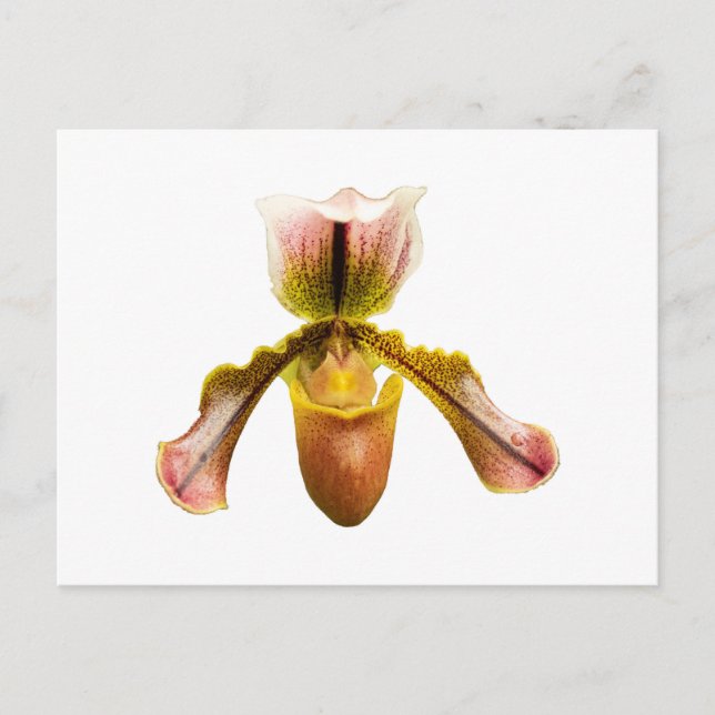 Gult orchid vykort (Framsida)