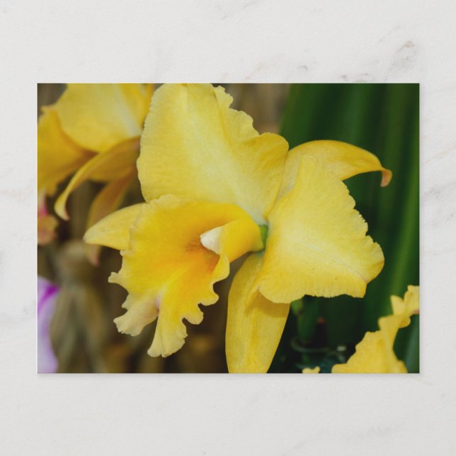 Gult Orchid-vykort Vykort (Framsida)