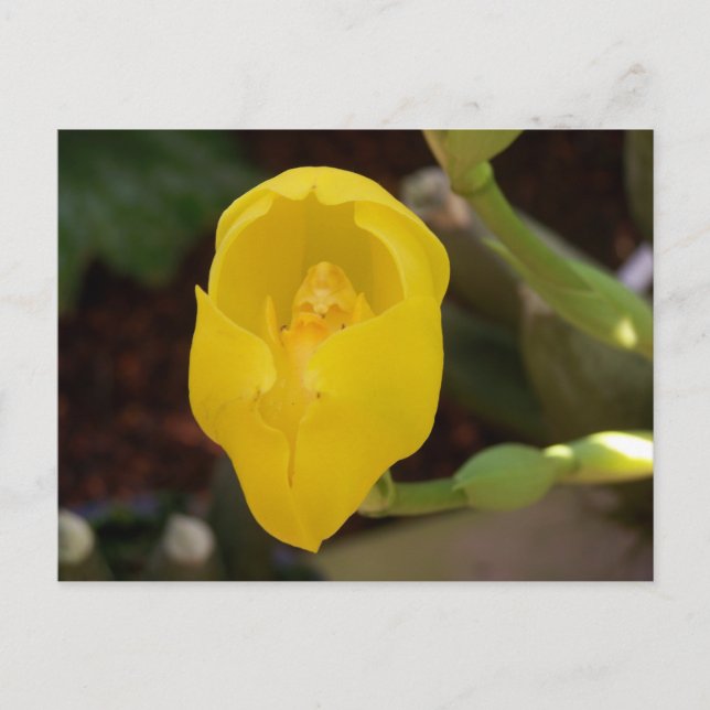 Gult Orchid-vykort Vykort (Framsida)