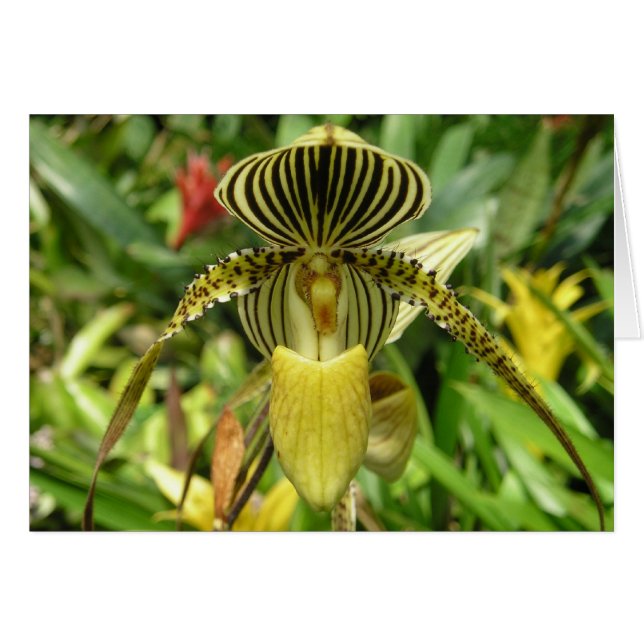 Gult Orchidblommakort OBS Kort (Framsidan Horizontal)