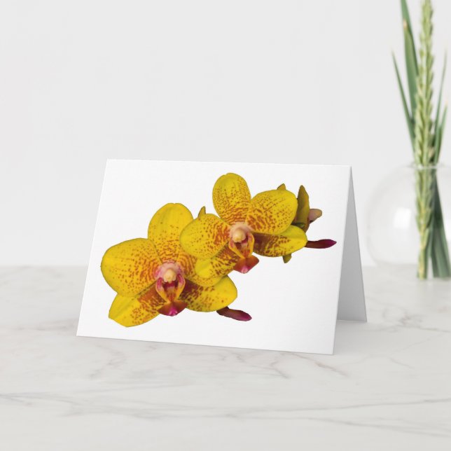 Gult Orchids på White Kort (Framsida)