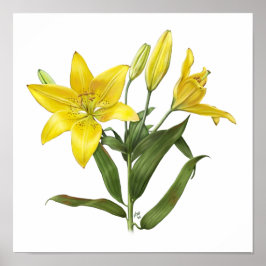 Gult Oriental Lily Original Art Print Poster