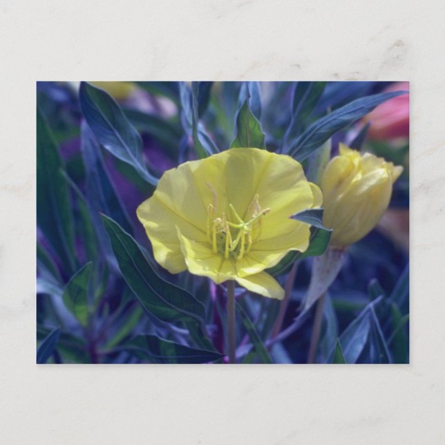 gult Ozark Sundrops, (Oenothera Macrocarpa), flöde Vykort (Framsida)