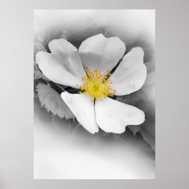 gult på gråttets nyanser poster (Framsidan)