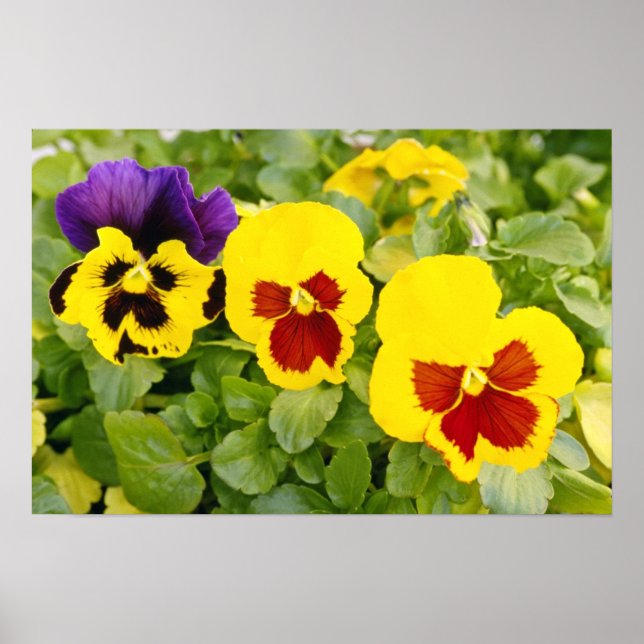 gult Pansies-blommor Poster (Framsidan)