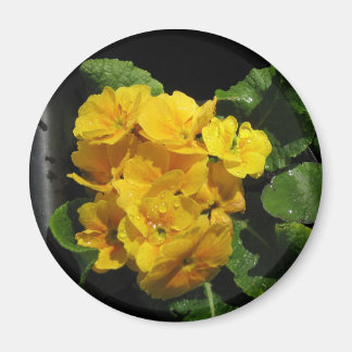 Gult Pansies Magnet