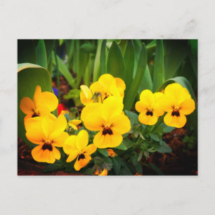 Gult Pansy #1 vykort