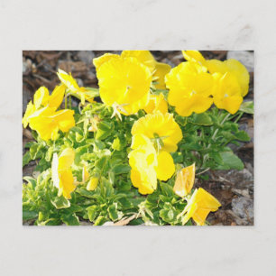 Gult Pansy Flowers-fotovykort Vykort