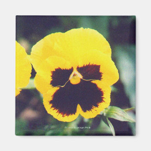 Gult Pansy Magnet