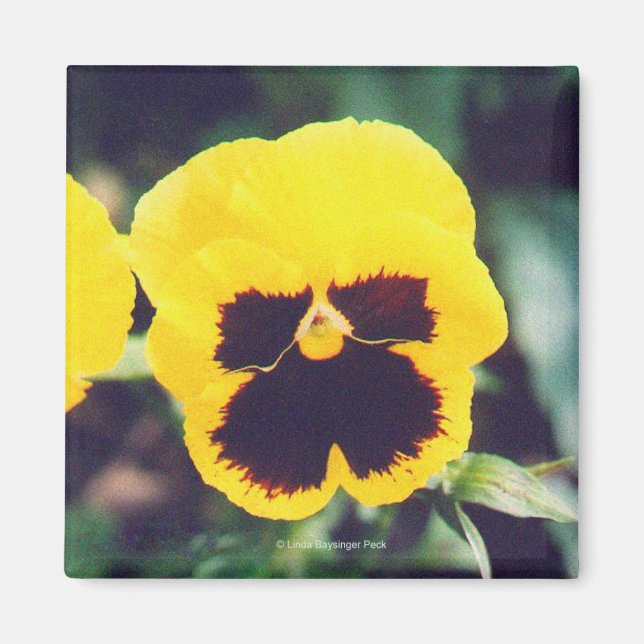 Gult Pansy Magnet (Framsidan)