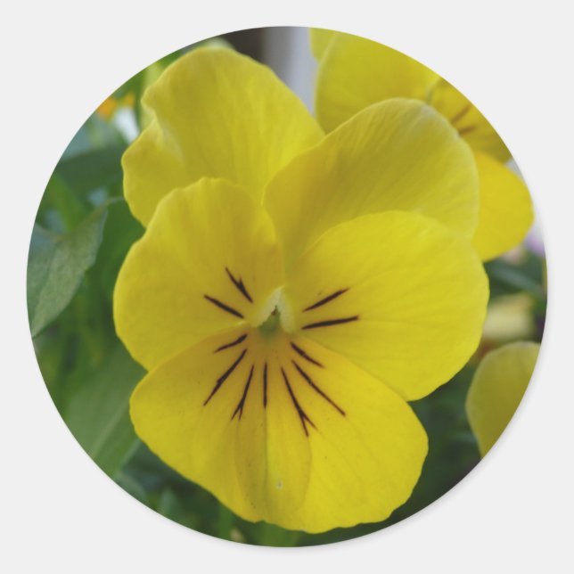 Gult Pansy Runt Klistermärke (Framsida)