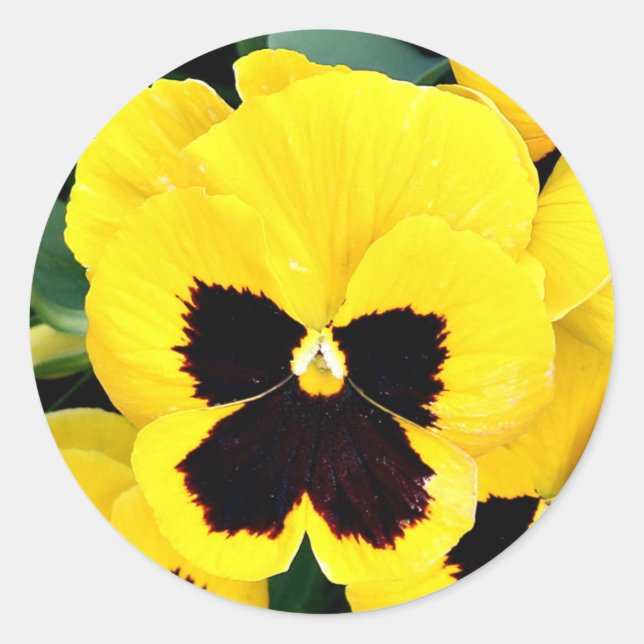 Gult Pansy Runt Klistermärke (Framsida)