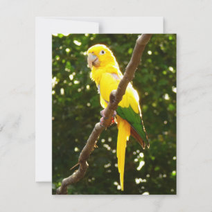 Gult Parrot