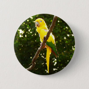 Gult Parrot Knapp