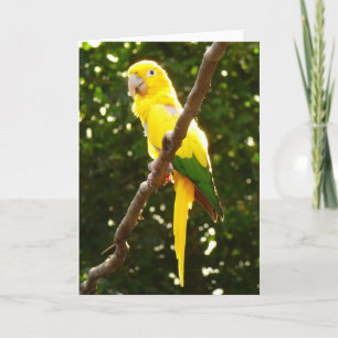 Gult Parrot Kort