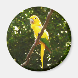 Gult Parrot Magnet
