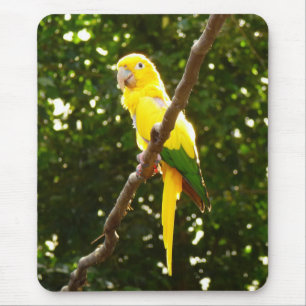 Gult Parrot Musmatta