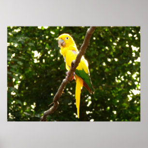 Gult Parrot Poster