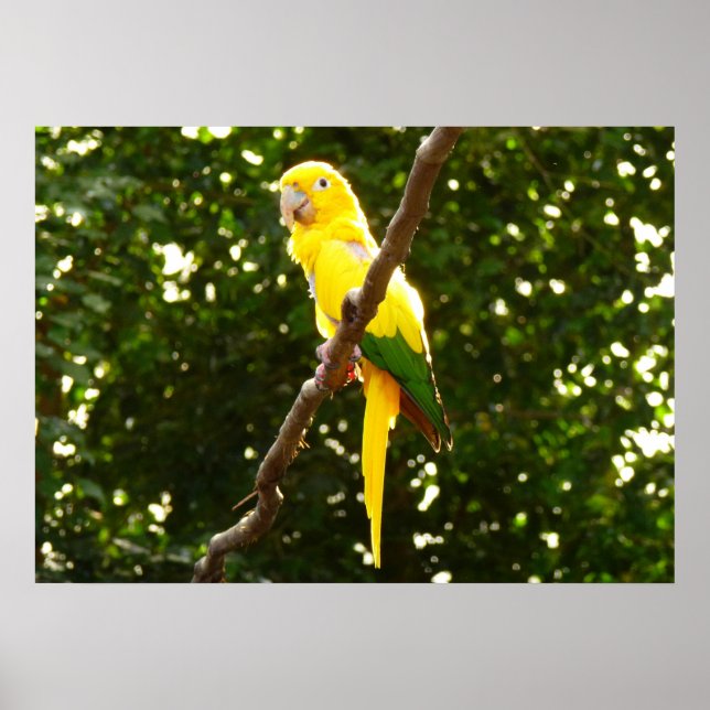Gult Parrot Poster (Framsidan)