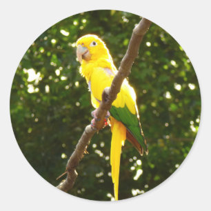 Gult Parrot Runt Klistermärke