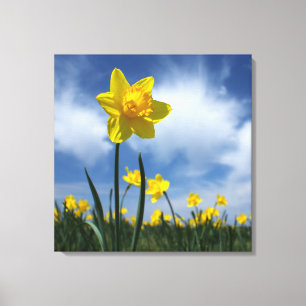 Gult påskliljafält på blå himmel 24x24 canvastryck