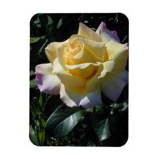 Gult Peace Ro - Garden Beauty Magnet