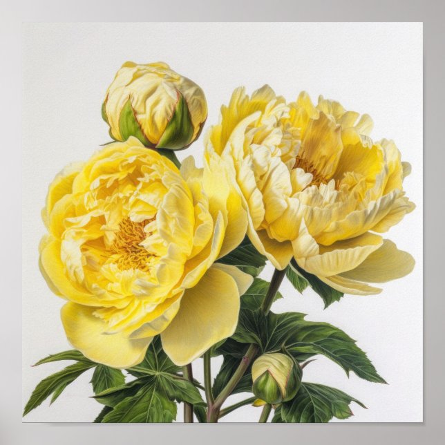 Gult Peonies Flower Art Print Poster (Framsidan)