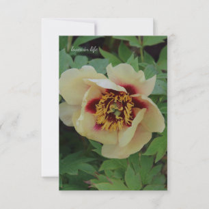 Gult Peony på Cream Anteckningskort